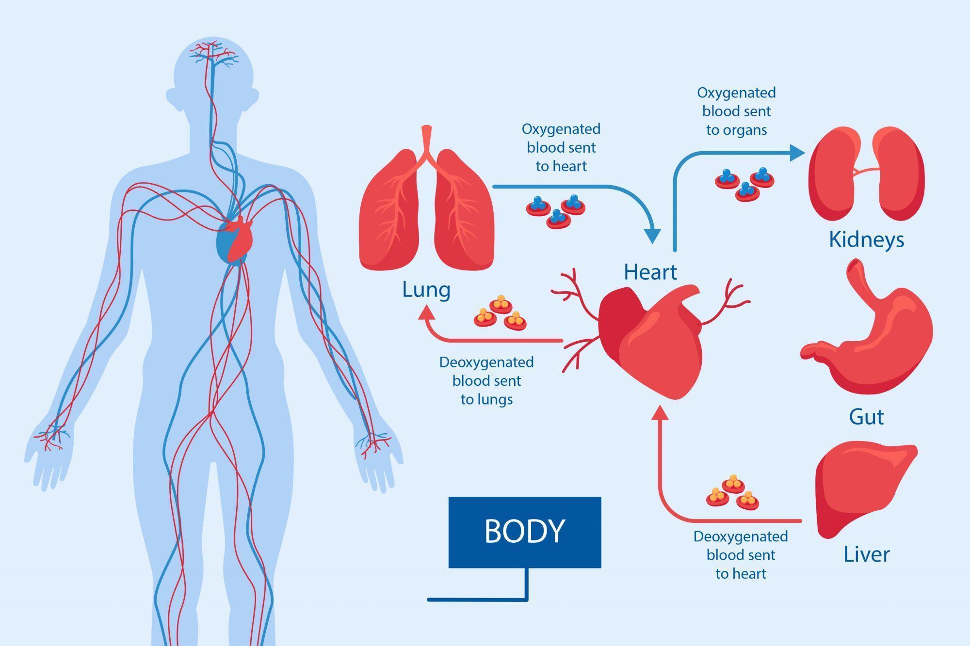 T-Zone Vibration Improving Blood Circulation