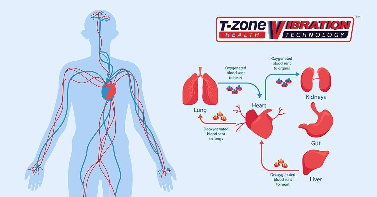 T-Zone Whole Body Vibration Machine Improved Blood Circulation, An Excellent Benefit of Vibration Machine